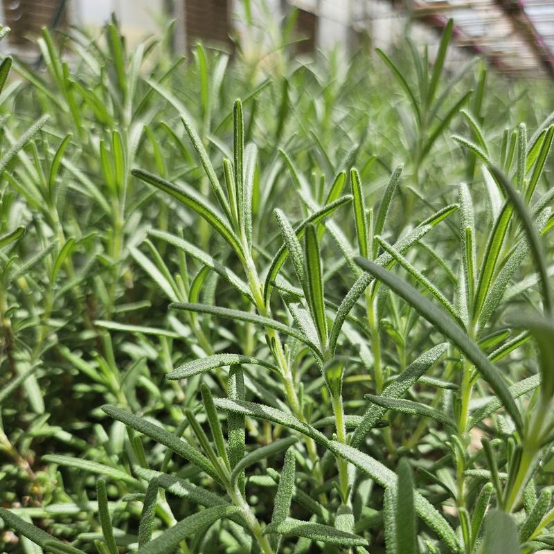 Rosmarinus officinalis 'Arp' - Rosemary - Cellpack from Hillcrest Nursery