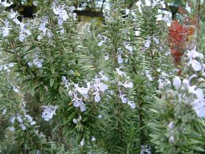 Rosmarinus officinalis 'Hill Hardy' - Rosemary - Cellpack from Hillcrest Nursery