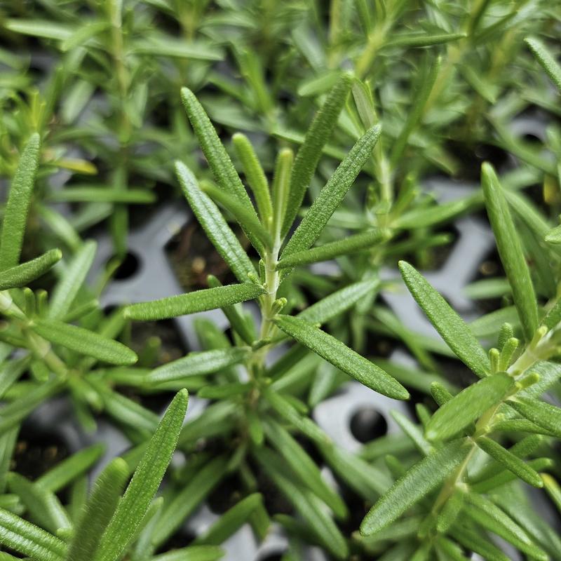 Rosmarinus officinalis 'Howard's Creeping' - Rosemary - Cellpack from Hillcrest Nursery