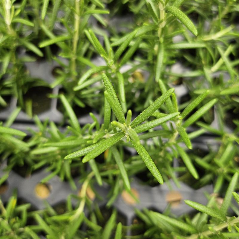 Rosmarinus officinalis 'Prostrate' - Rosemary - Cellpack from Hillcrest Nursery