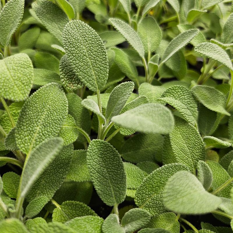 Salvia officinalis 'Grower's Friend' - Sage - Cellpack from Hillcrest Nursery