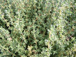 Thymus thracicus 'Lavender' - Thyme - Cellpack from Hillcrest Nursery
