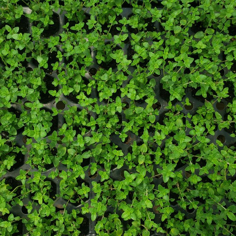 Thymus vulgaris 'English' - Thyme - Cellpack from Hillcrest Nursery