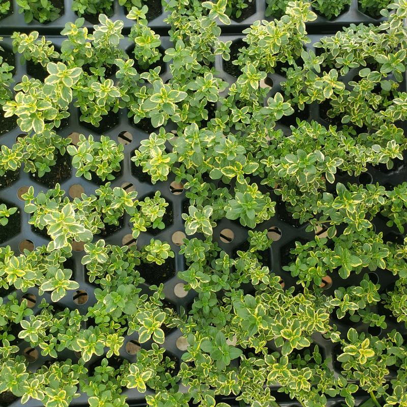Thymus x citriodorus 'Golden Variegated' - Thyme - Cellpack from Hillcrest Nursery