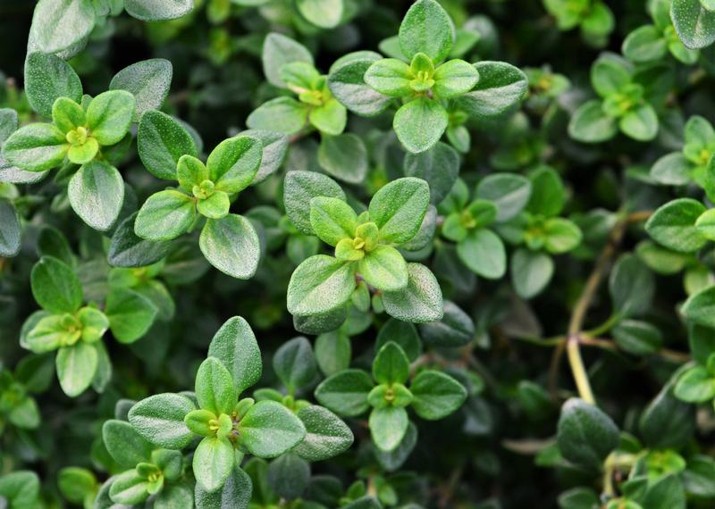 Thymus x citriodorus 'Lime Green' - Thyme - Cellpack from Hillcrest Nursery