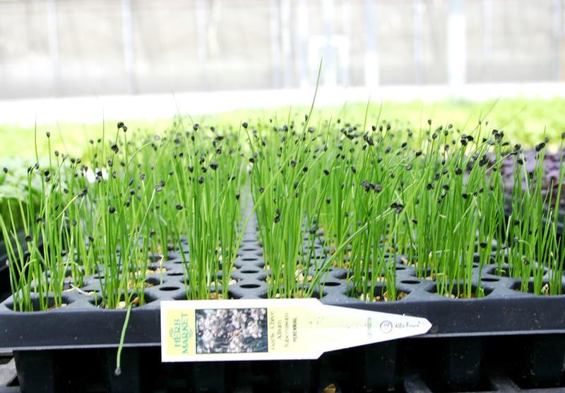 Allium tuberosum 'Garlic' - Chives - Cellpack from Hillcrest Nursery
