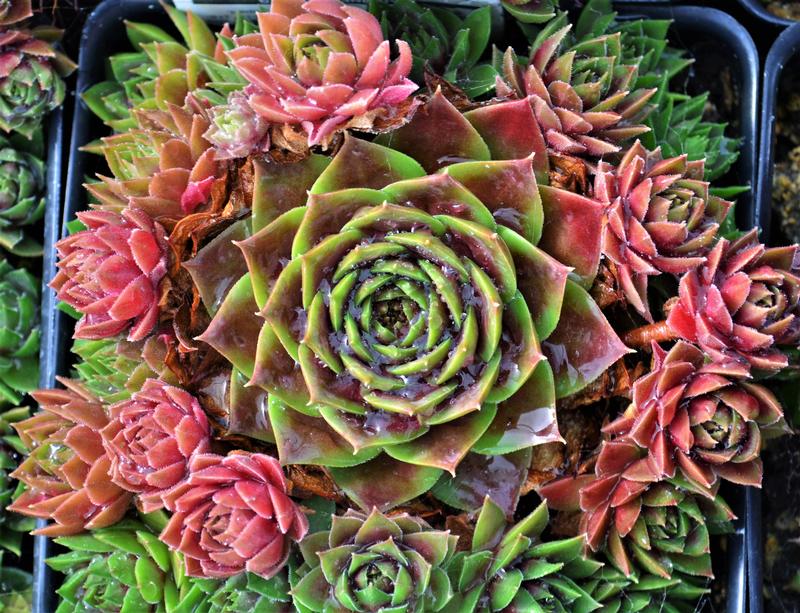 Sempervivum Colorockz 'Ruby Lime' - Hens and Chicks from Hillcrest Nursery