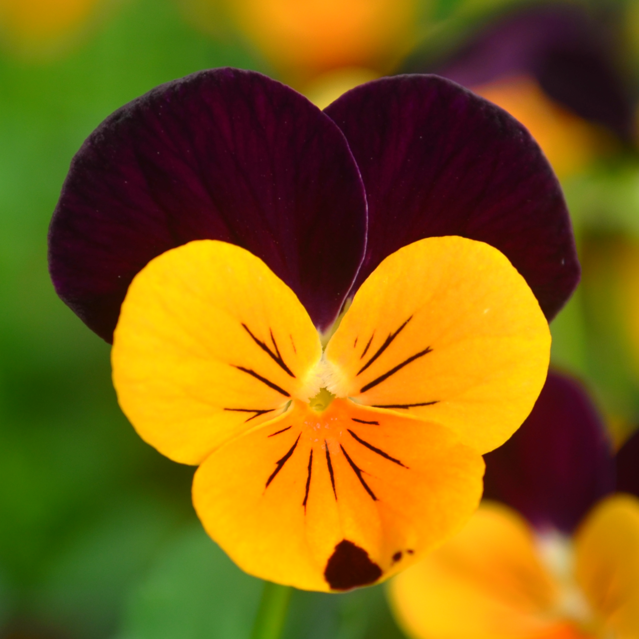 Viola cornuta Sorbet XP 'Orange Jump Up' - Viola from Hillcrest Nursery