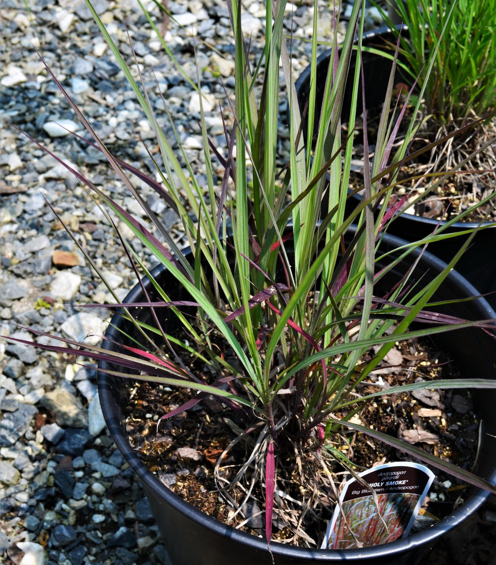 Grass: Andropogon gerardii 'Holy Smoke' - Andropogon from Hillcrest Nursery
