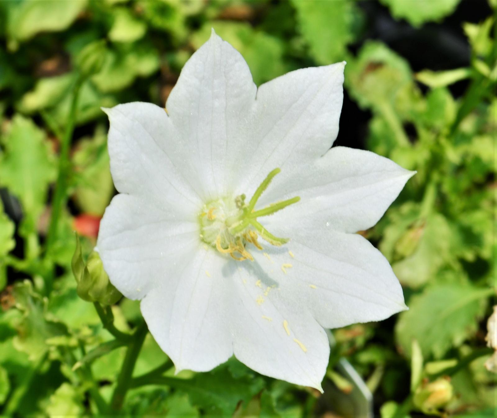 Campanula carpatica 'Rapido White' - Bellflower from Hillcrest Nursery