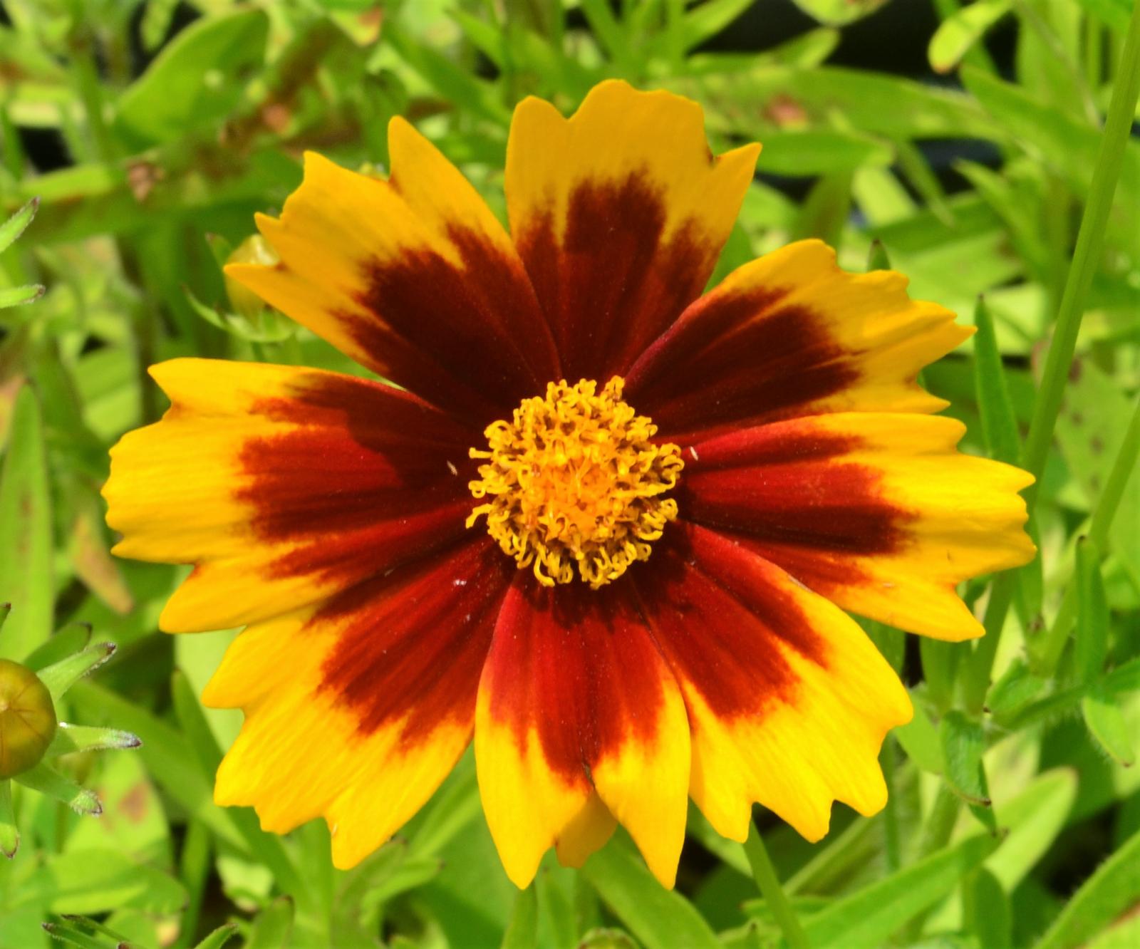 Coreopsis Uptick 'Yellow and Red' - Tickseed from Hillcrest Nursery