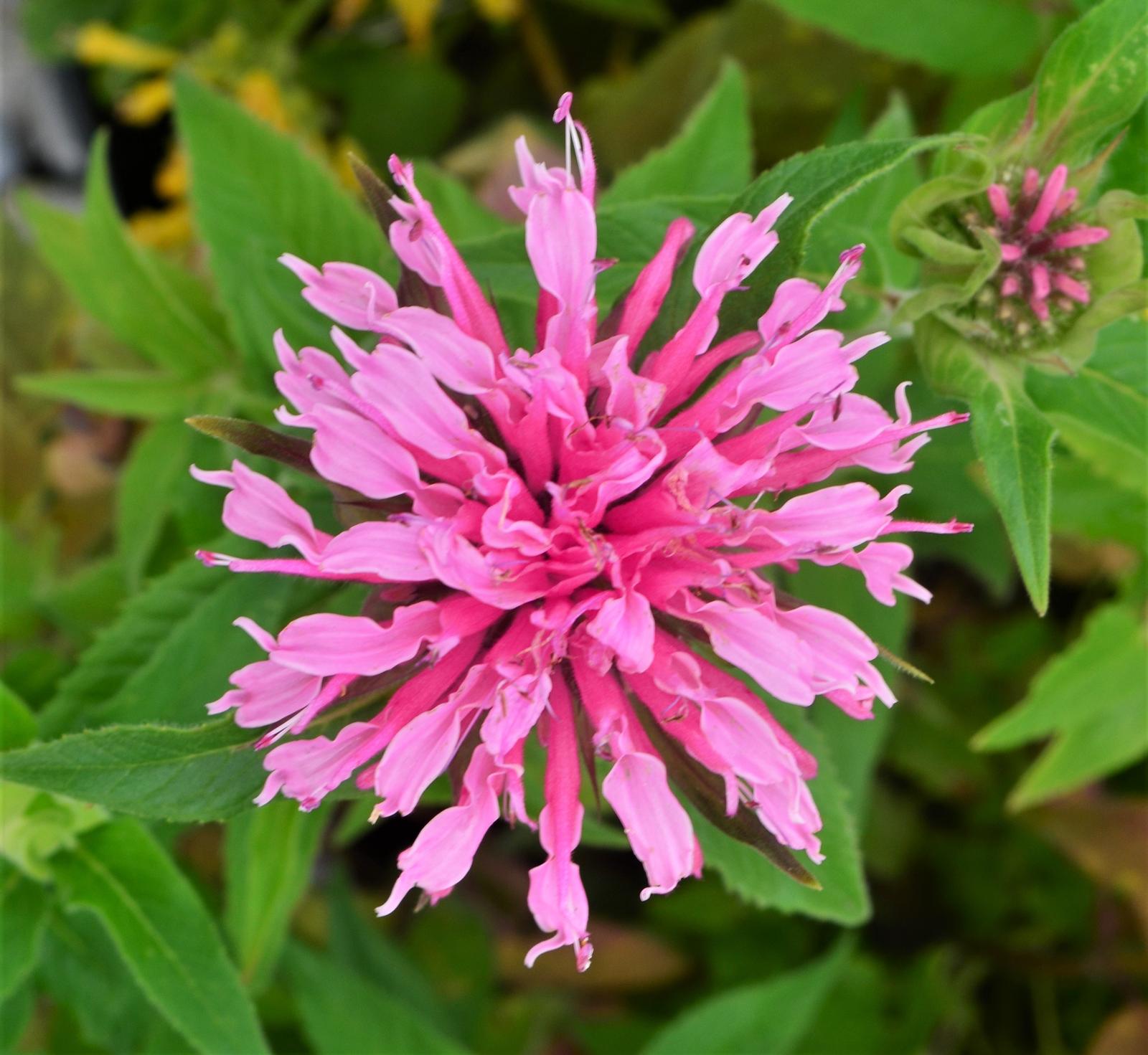 Monarda didyma Balmy 'Pink' - Bee Balm from Hillcrest Nursery