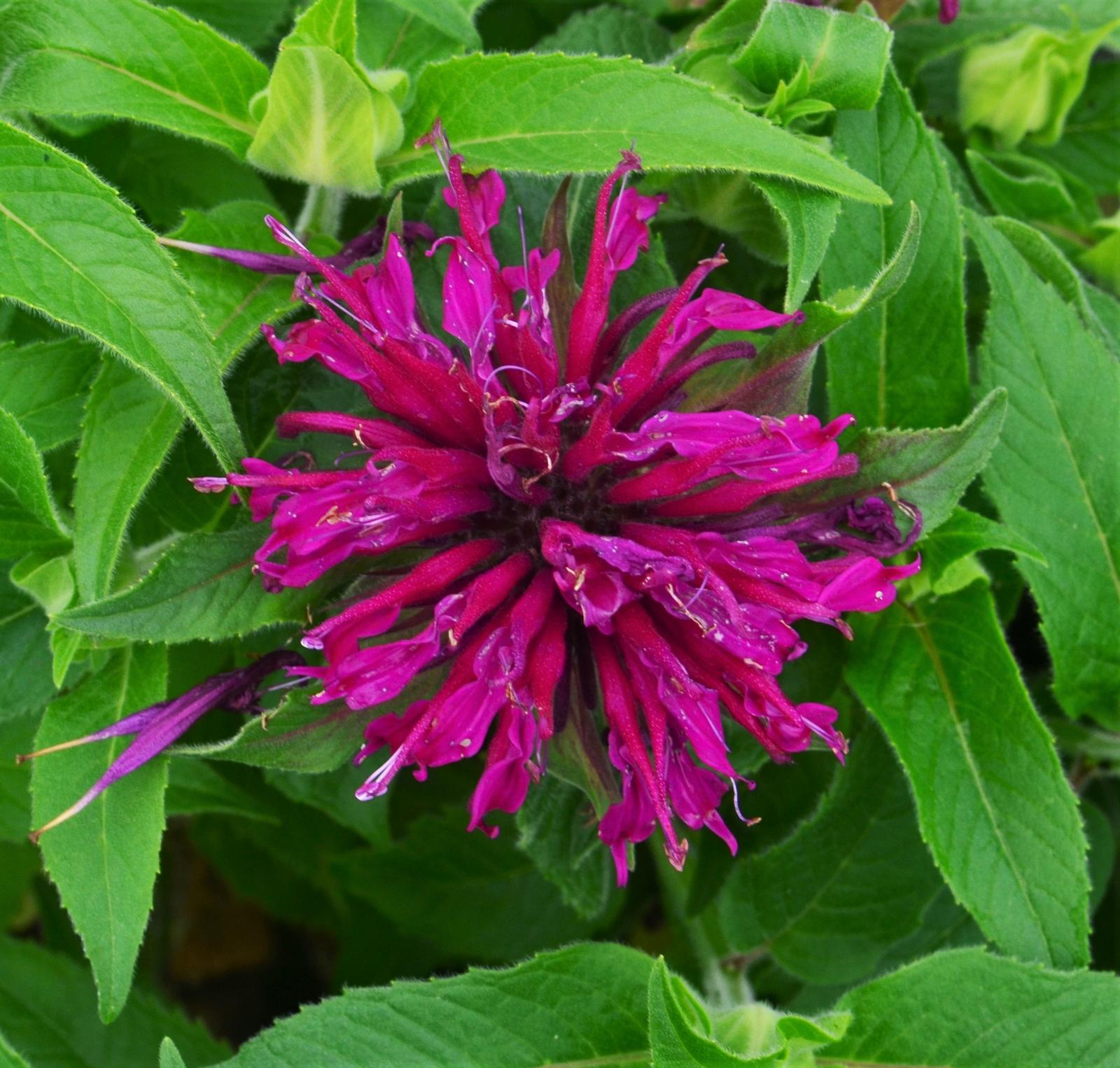 Monarda didyma Balmy 'Purple' - Bee Balm from Hillcrest Nursery
