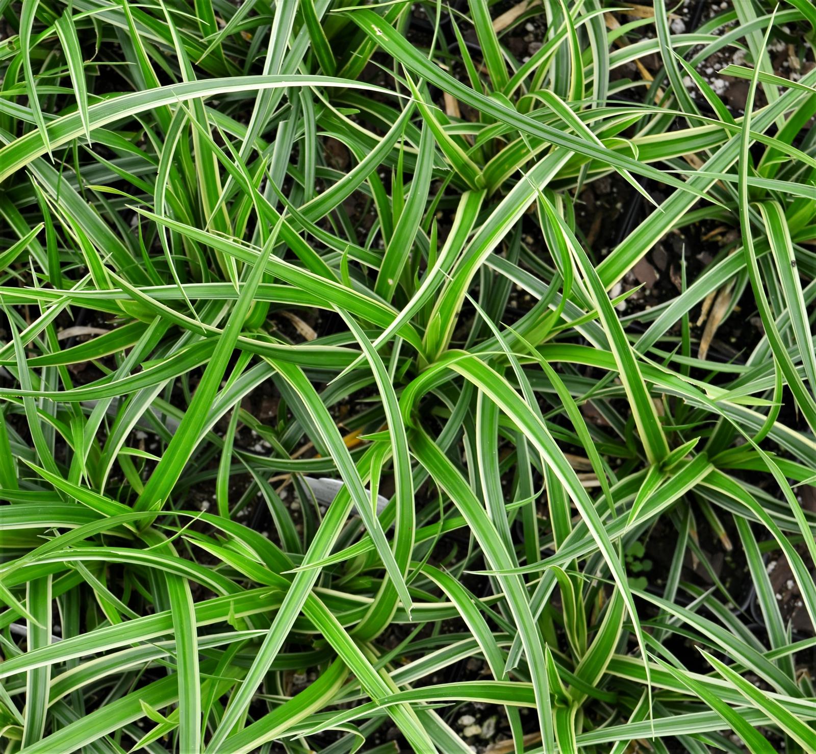 Grass: Carex morrowii 'Ice Dance' - Sedge from Hillcrest Nursery