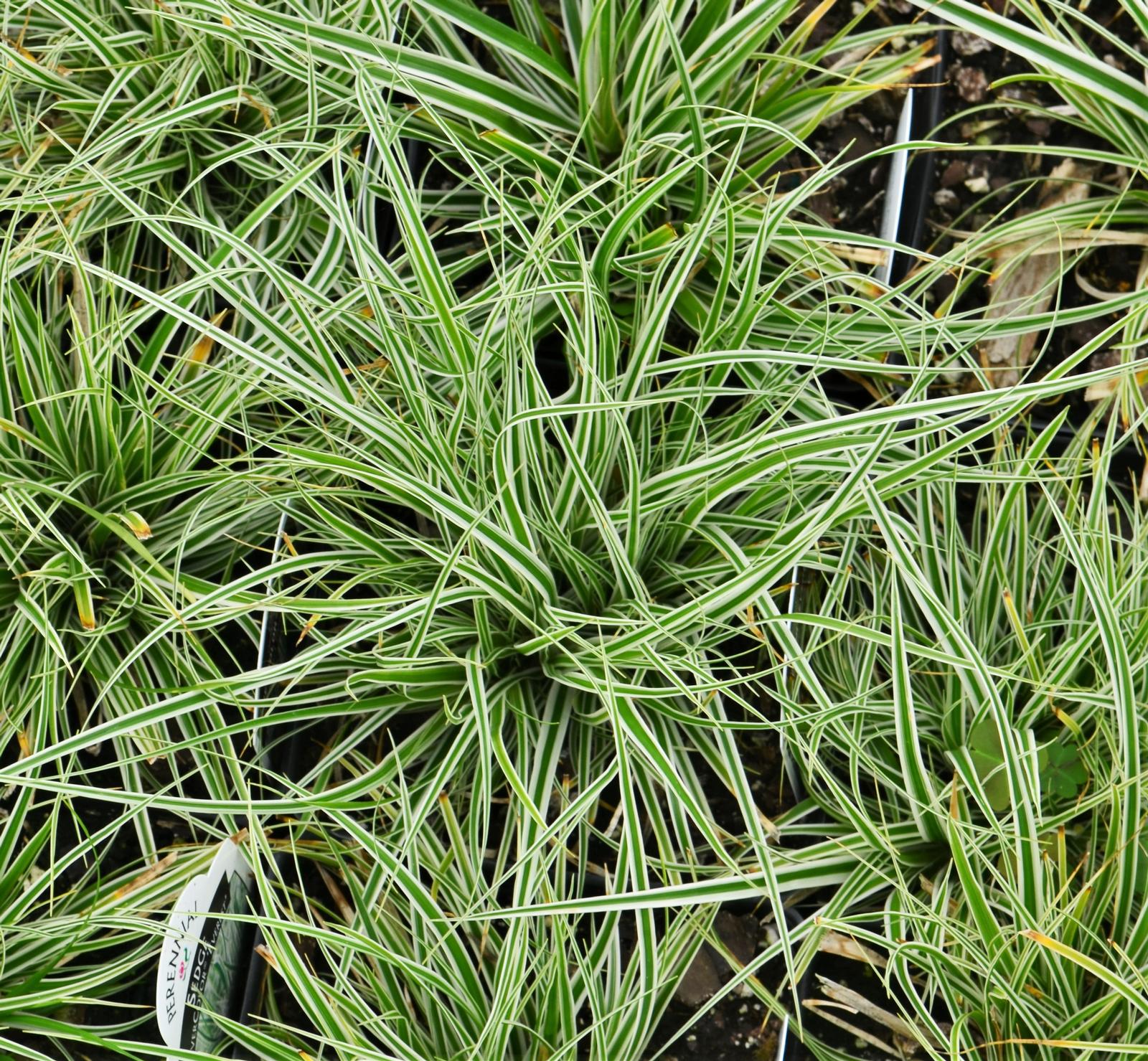Grass: Carex oshimensis EverColor 'Everest' - Sedge from Hillcrest Nursery