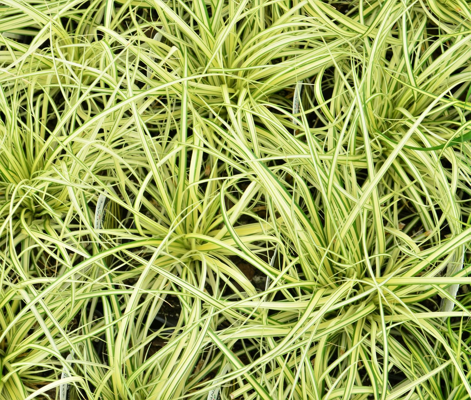 Grass: Carex oshimensis EverColor 'Everoro' - Sedge from Hillcrest Nursery