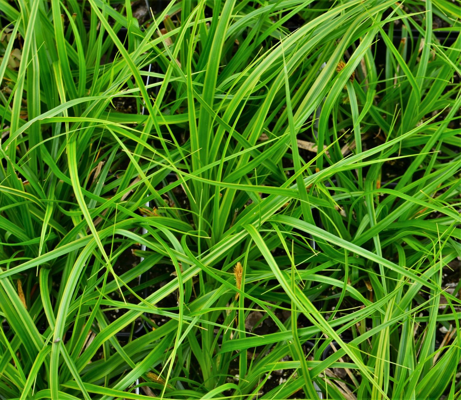 Grass: Carex oshimensis EverColor 'Everlime' - Sedge from Hillcrest Nursery