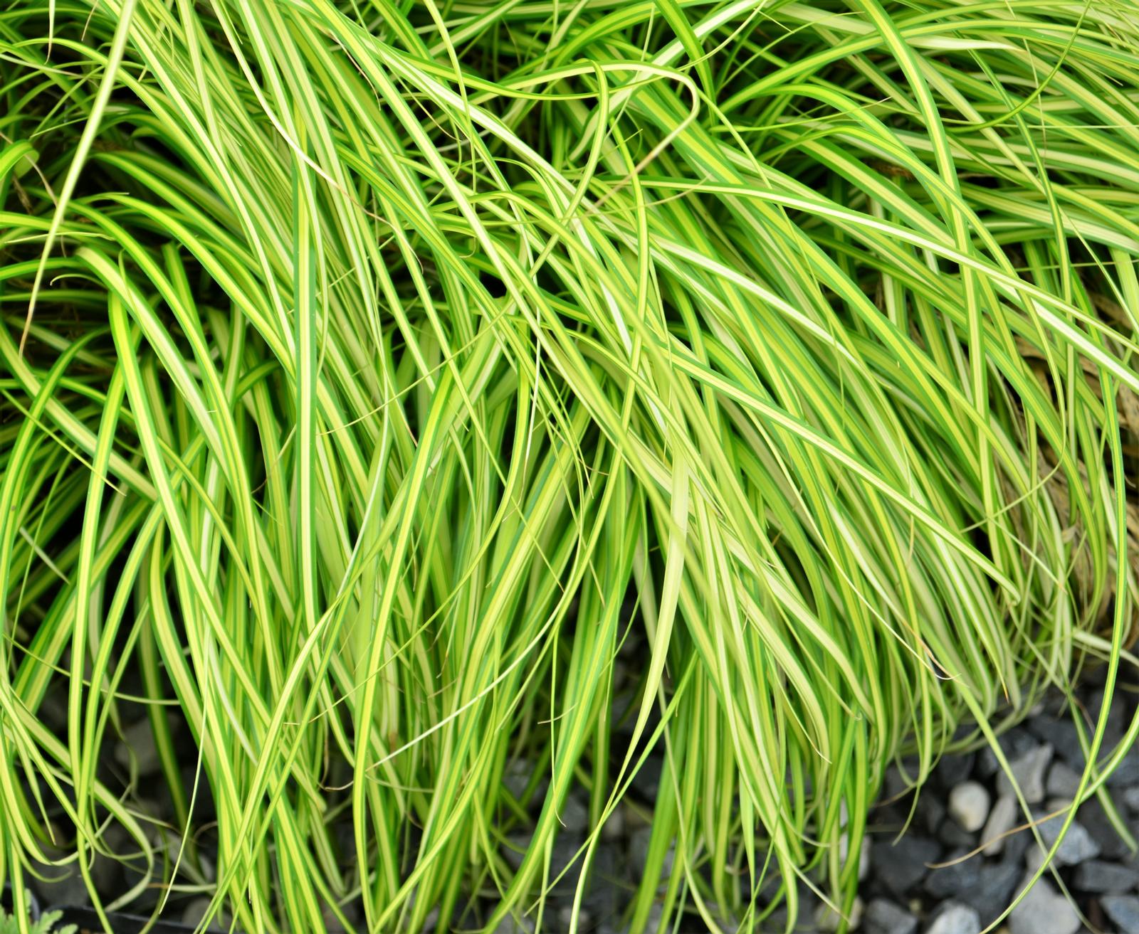 Grass: Carex oshimensis EverColor 'Eversheen' - Sedge from Hillcrest Nursery