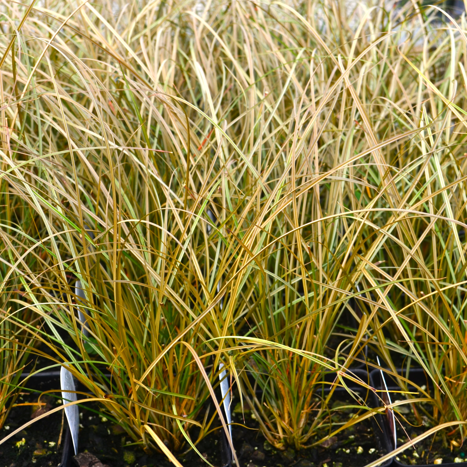 Grass: Carex tenuiculmis 'Cappuccino' - Sedge from Hillcrest Nursery