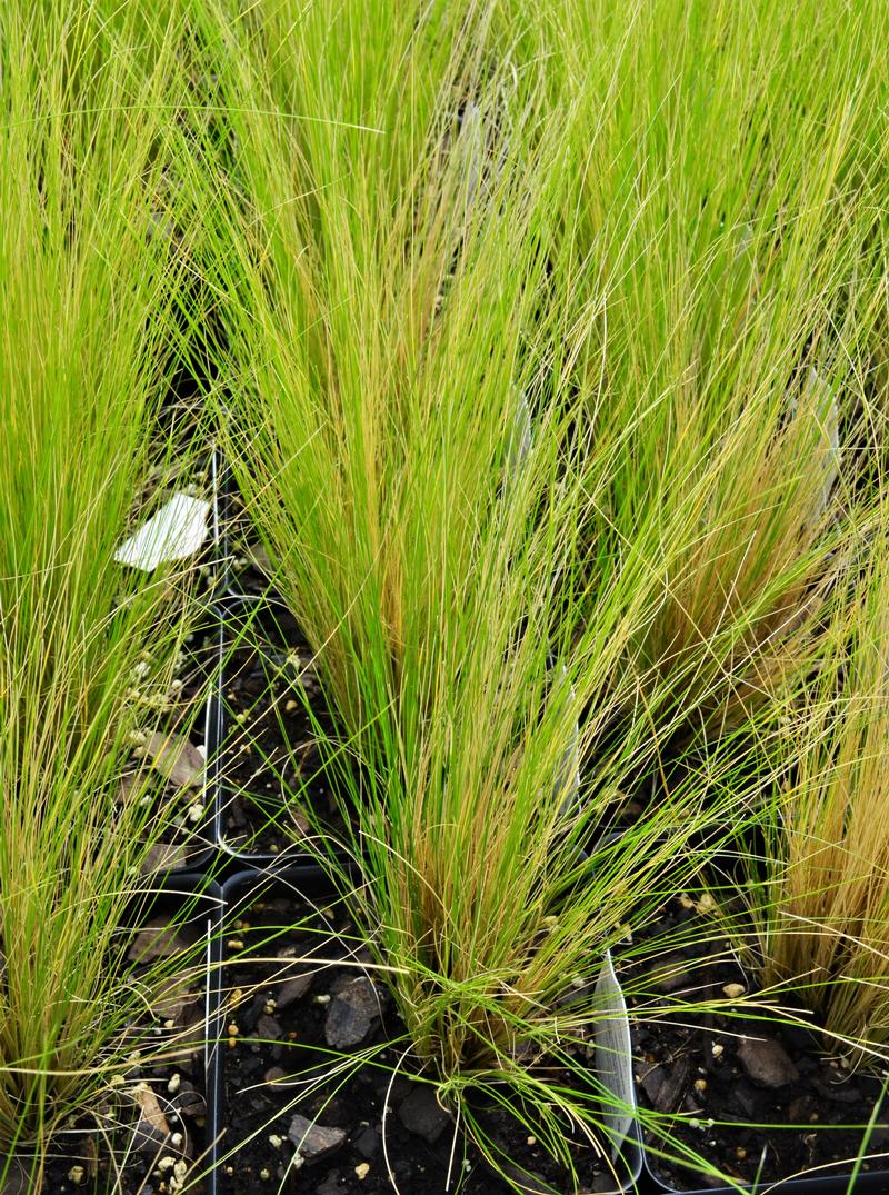 Grass: Nasella tenuissima 'Ponytails' - Feather Grass from Hillcrest Nursery
