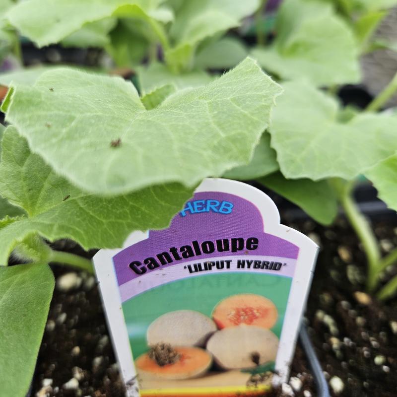 Cucumis melo 'Lilliput' - Cantaloupe from Hillcrest Nursery