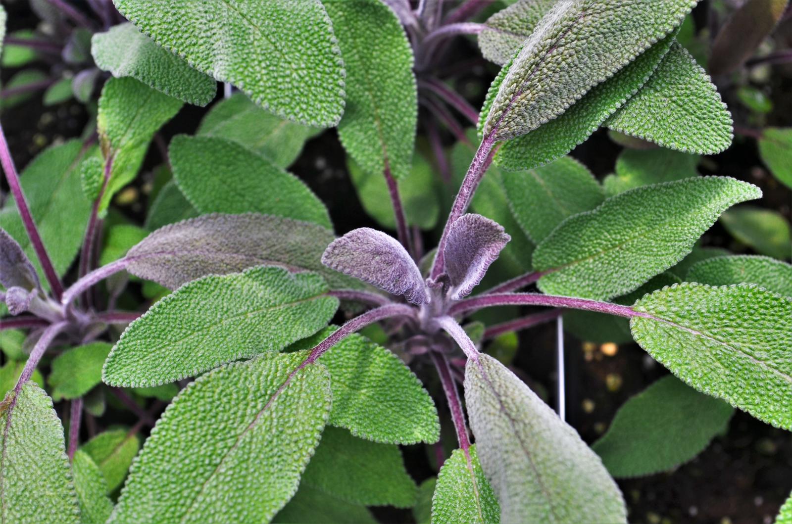 Salvia officinalis 'Purple' - Sage - Finished from Hillcrest Nursery
