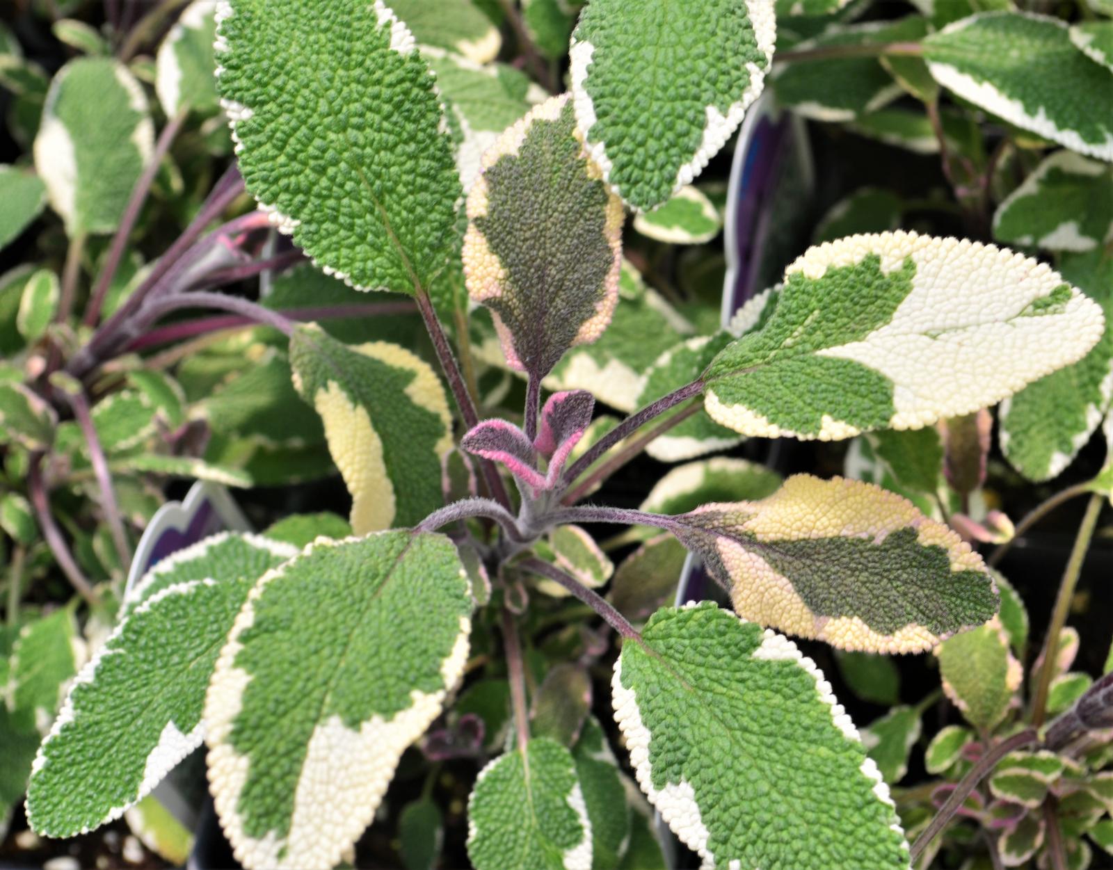 Salvia officinalis 'Tricolor' - Sage - Finished from Hillcrest Nursery