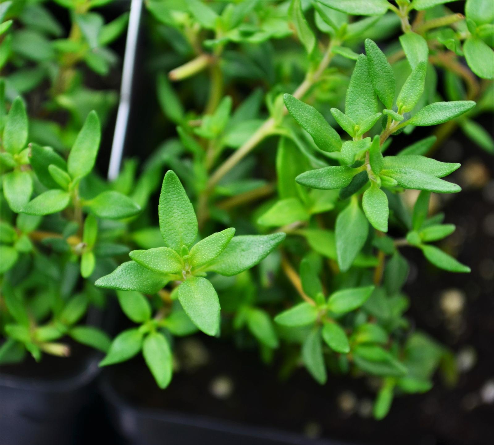 Thymus vulgaris 'French' - Thyme - Finished from Hillcrest Nursery