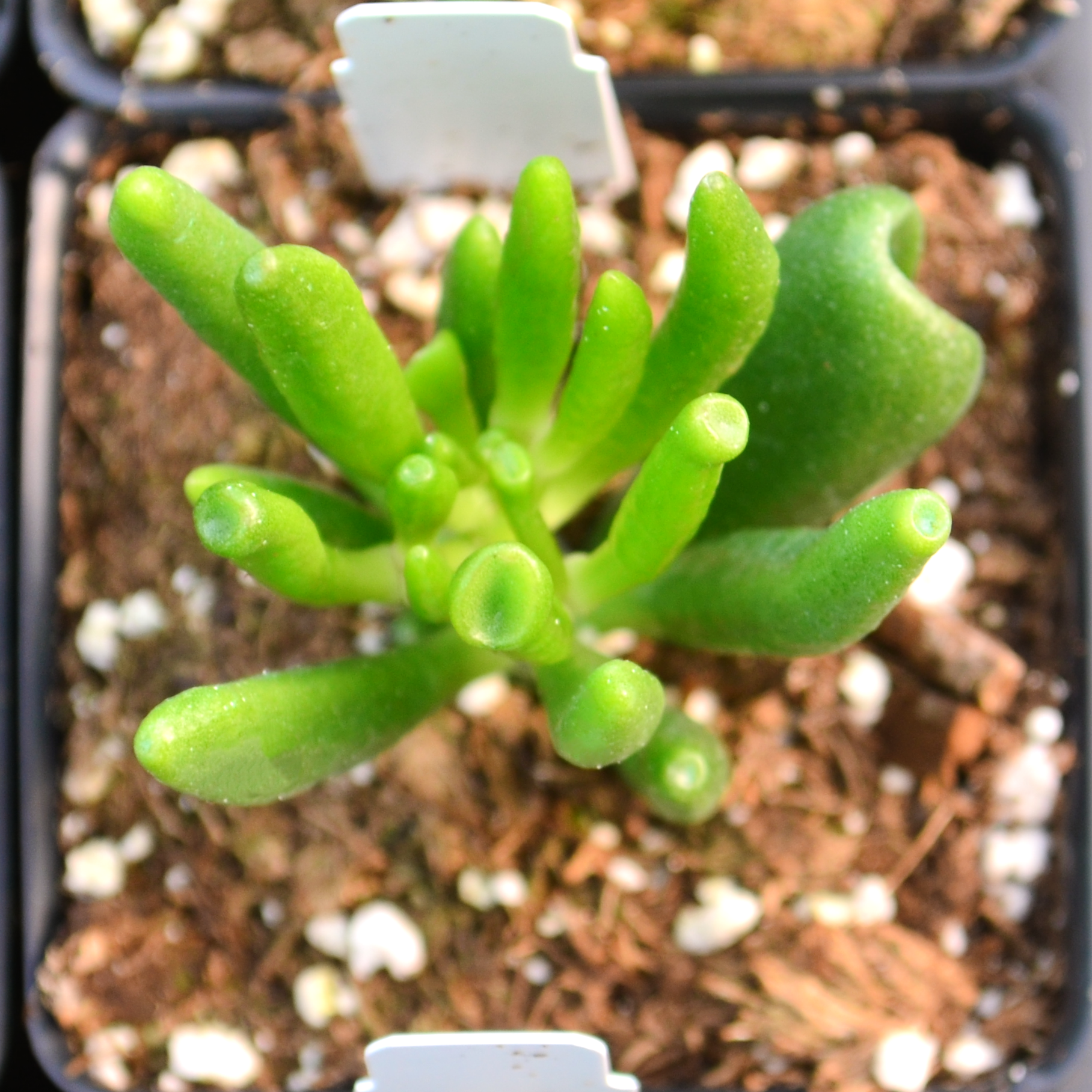Crassula ovata Horntree 'Hobbit' - Jade Plant from Hillcrest Nursery