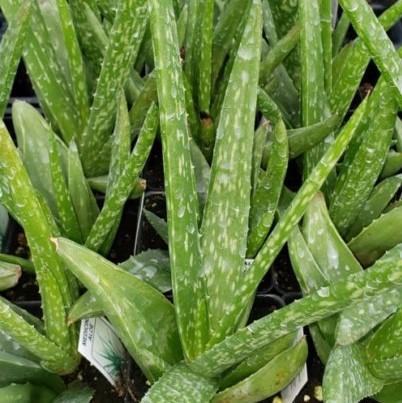 Aloe barbadensis - Aloe Vera from Hillcrest Nursery