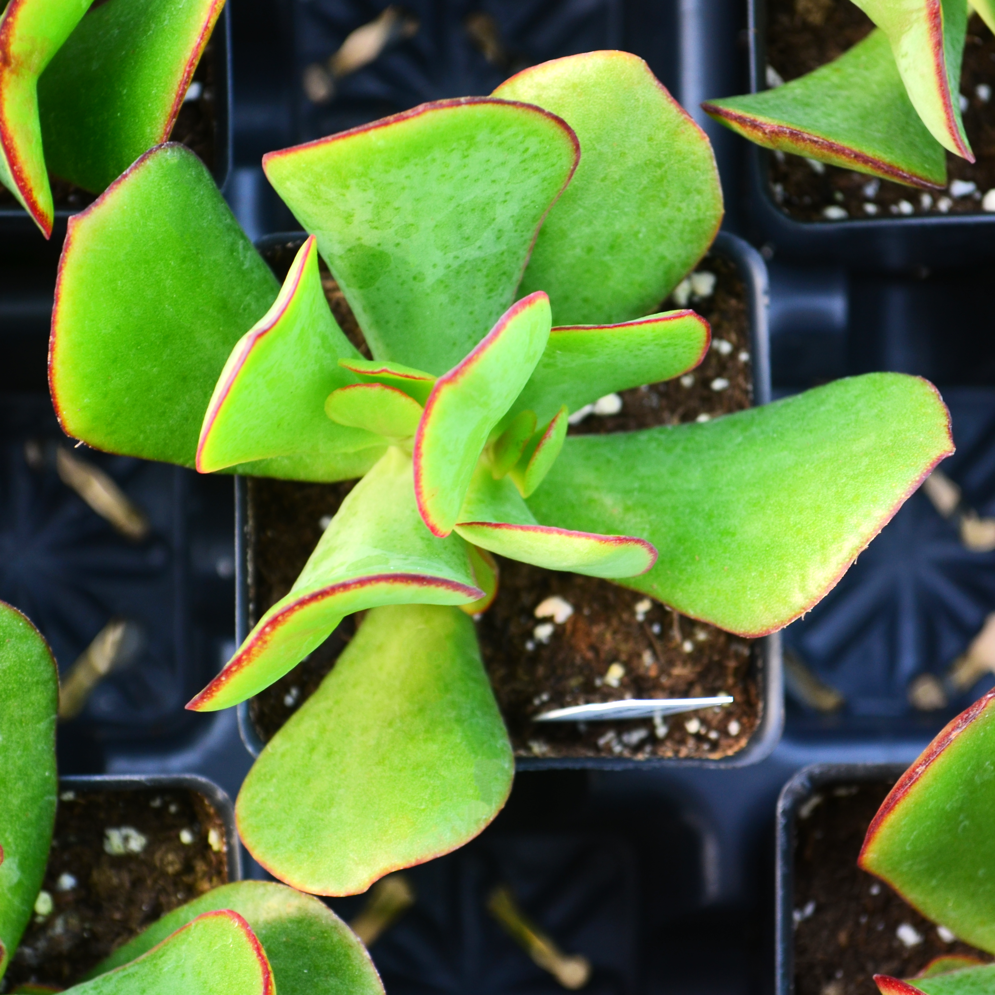Crassula arborescens - Jade Plant from Hillcrest Nursery