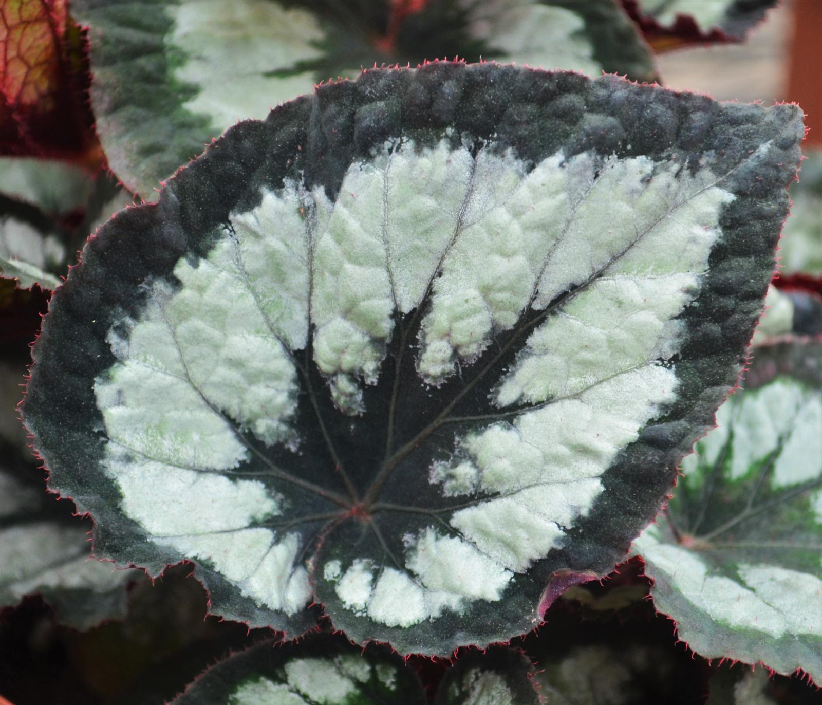 Begonia rex Dibs 'Tuxedo' - Begonia Rex from Hillcrest Nursery
