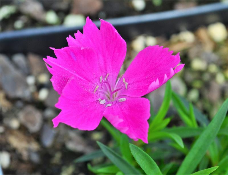 Dianthus Kahori - Pinks from Hillcrest Nursery