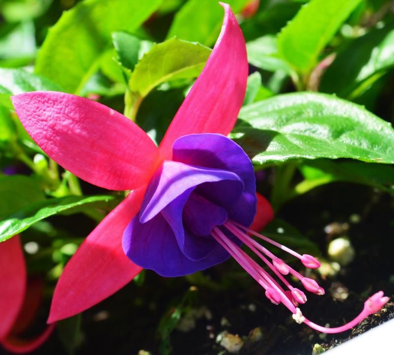 Fuchsia Windchimes Upright 'Rose & Purple' - Fuchsia from Hillcrest Nursery