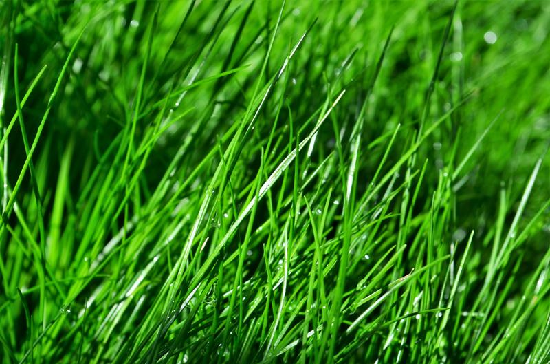 Grass: Isolepsis cernua 'Live Wire' - Fiber Optic Grass from Hillcrest Nursery