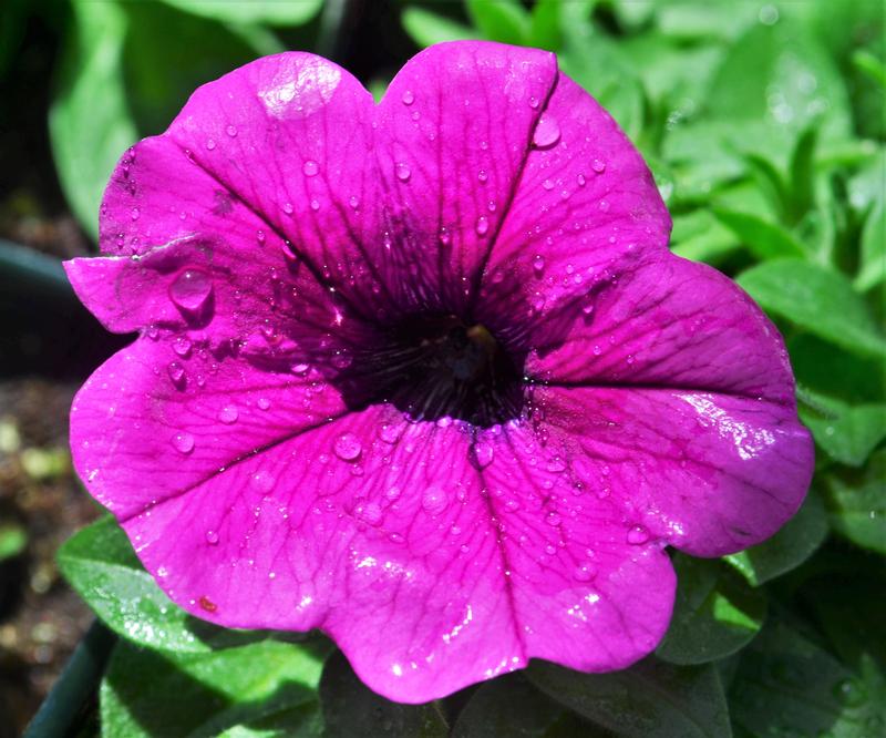 Petunia Potunia Plus 'Purple' - Petunia from Hillcrest Nursery