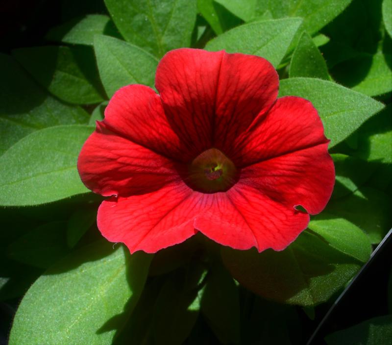 Petunia Potunia Plus 'Dark Red' - Petunia from Hillcrest Nursery