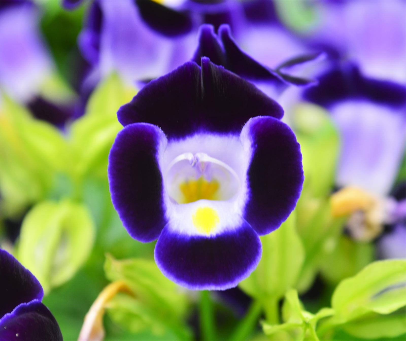 Torenia fourieri Kauai 'Deep Blue' - Wishbone Flower from Hillcrest Nursery
