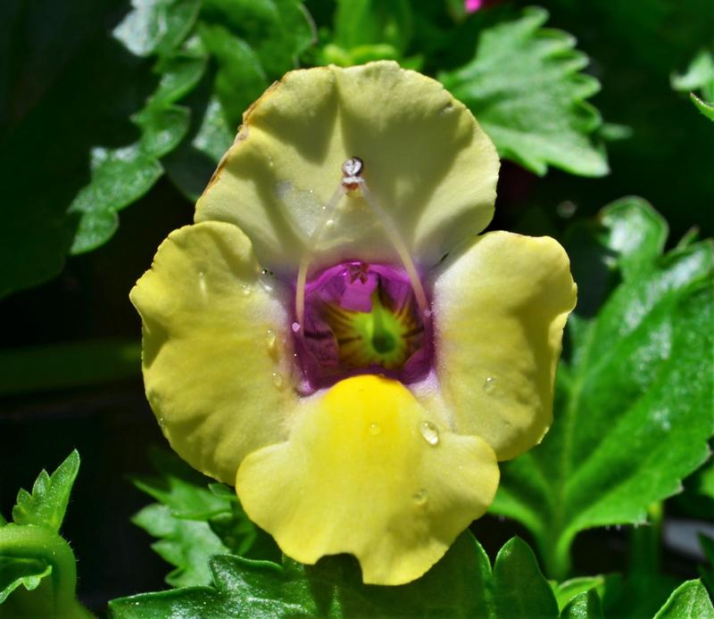 Torenia Moon 'Yellow Moon' - Wishbone Flower from Hillcrest Nursery