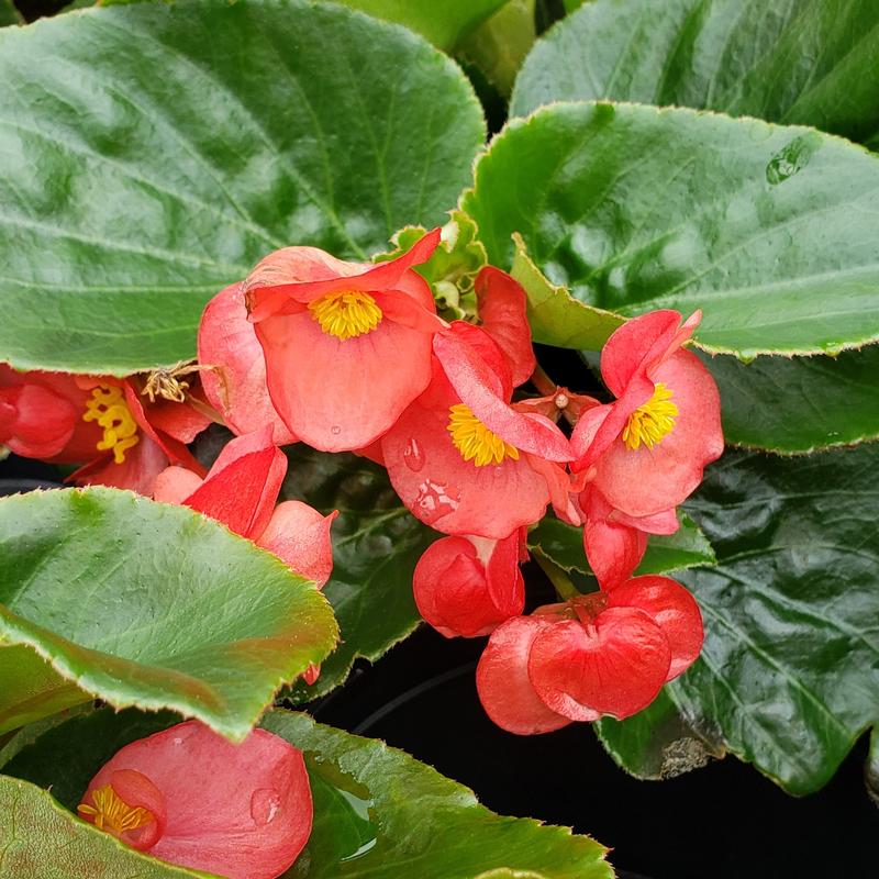 Begonia semperflorens Whopper 'Red (Green Leaf)' - Begonia from Hillcrest Nursery