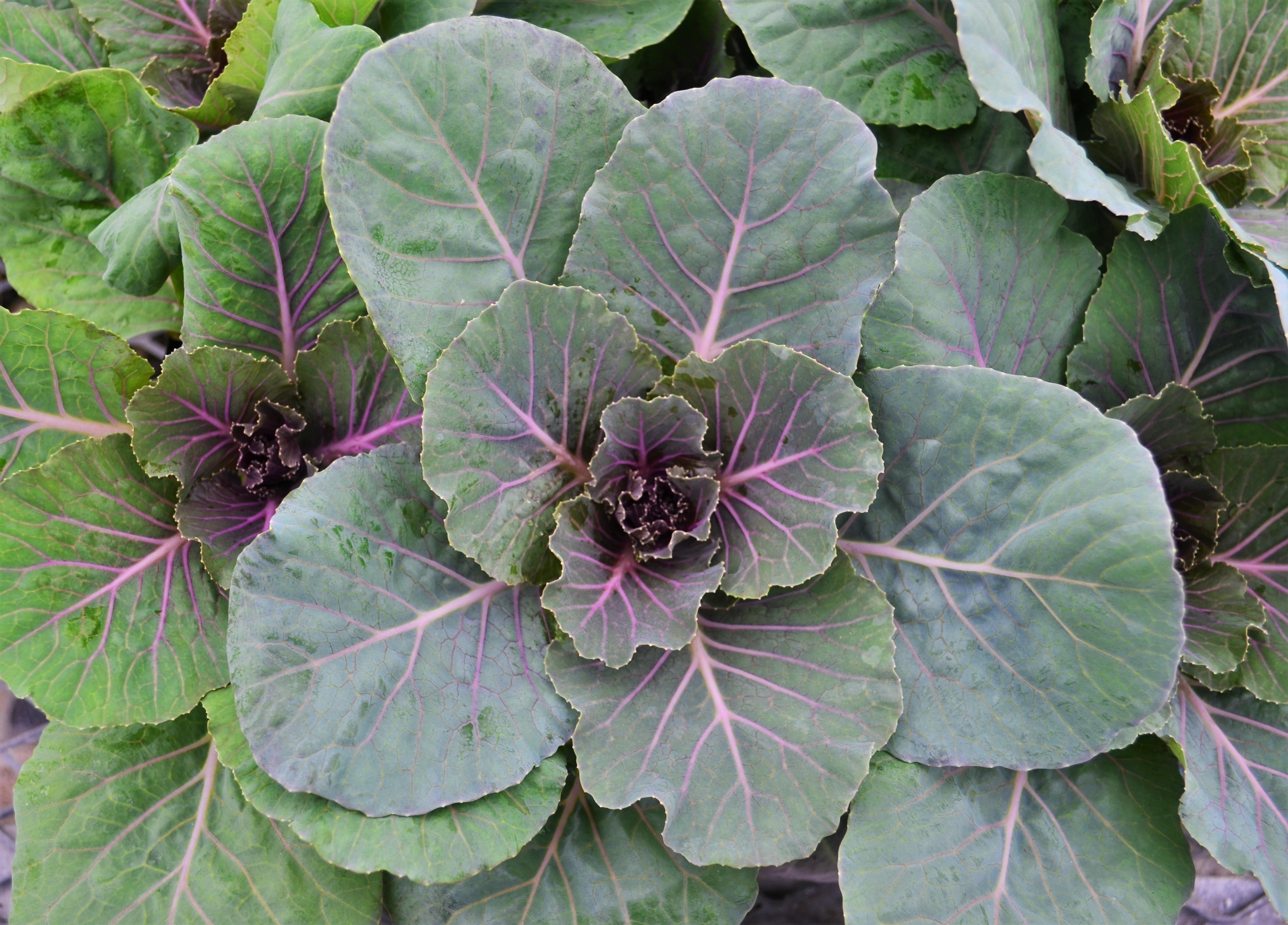 Brassica oleracea Ornamental 'Pigeon Red' - Ornamental Cabbage from Hillcrest Nursery