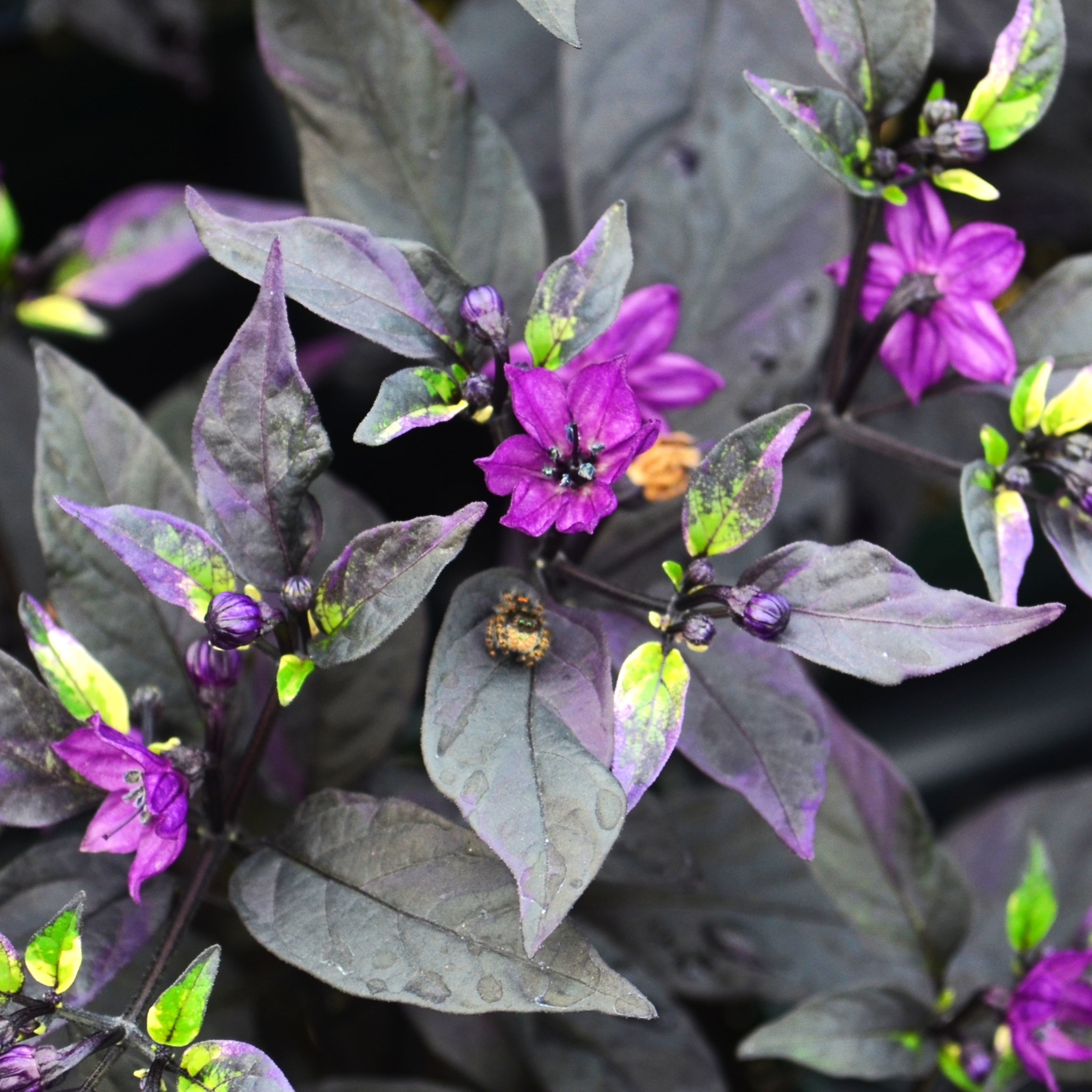 Capsicum annuum Ornamental 'Purple Flash' - Ornamental Pepper from Hillcrest Nursery