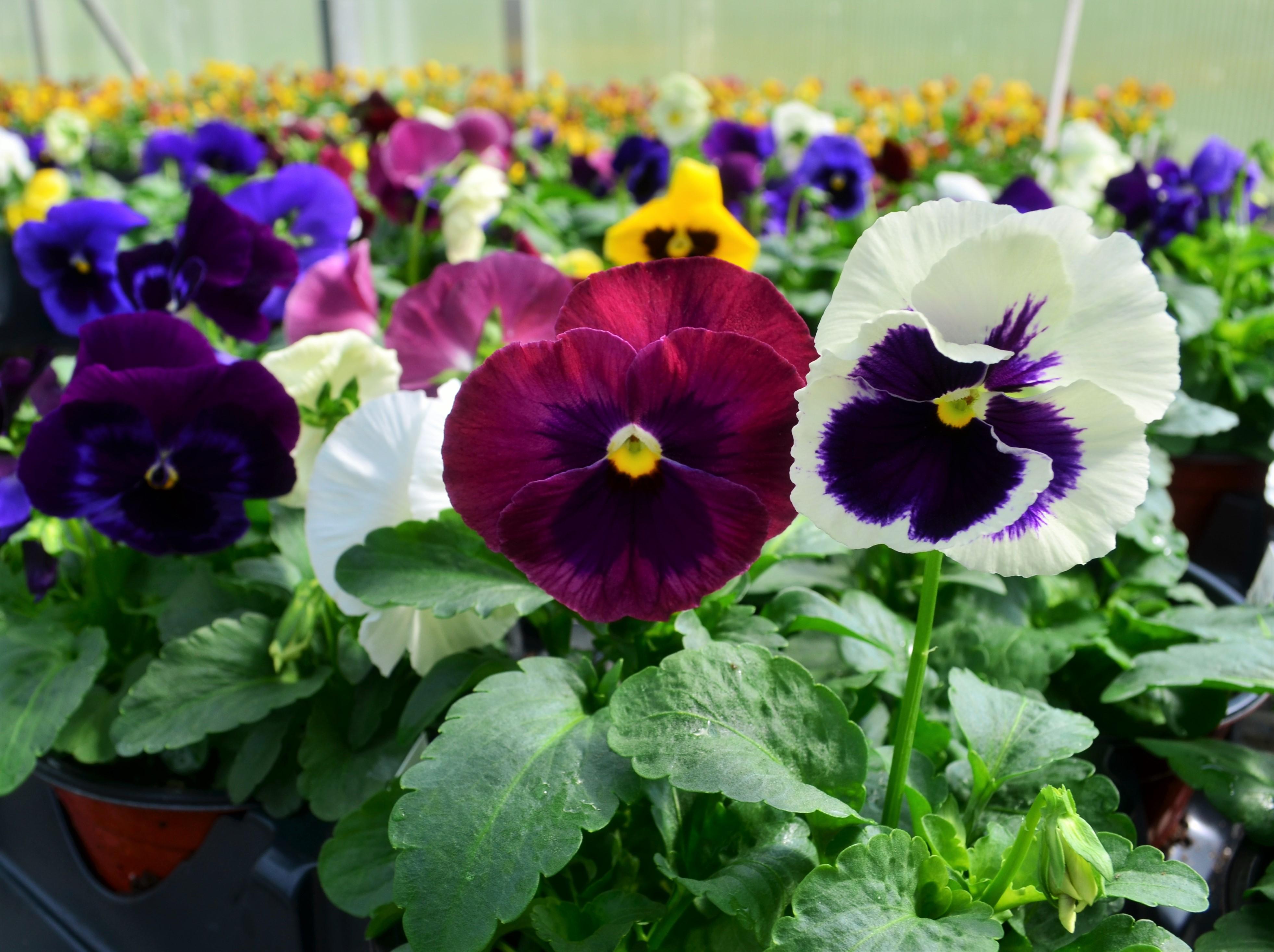 Viola wittrockiana Colossus 'Formula Mix' - Pansy from Hillcrest Nursery