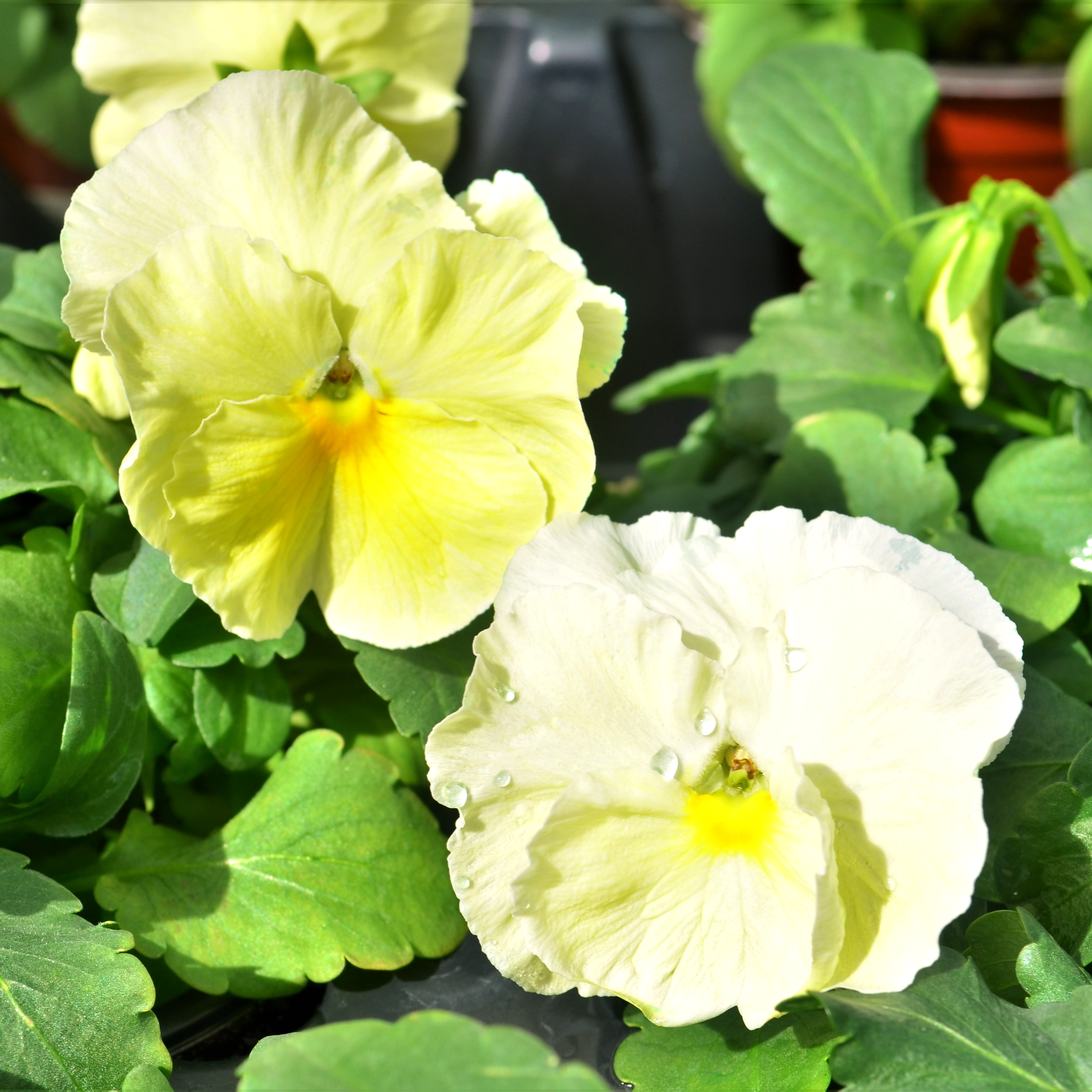 Viola wittrockiana Colossus 'Lemon Shades' - Pansy from Hillcrest Nursery
