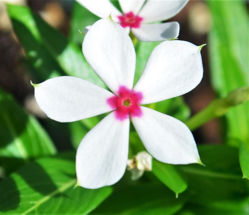Catharanthus hybrid Soiree Kawaii 'White Peppermint' - Catharanthus from Hillcrest Nursery