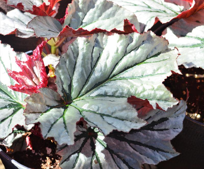 Begonia coccinea Angel Wing 'Looking Glass' - Begonia Angel Wing from Hillcrest Nursery