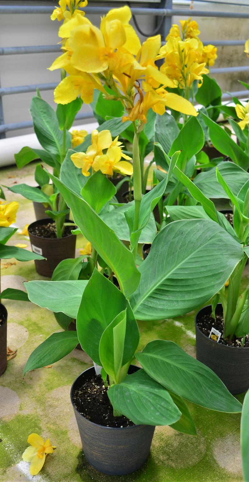 Canna x generalis Cannova 'Yellow' - Canna Lily from Hillcrest Nursery