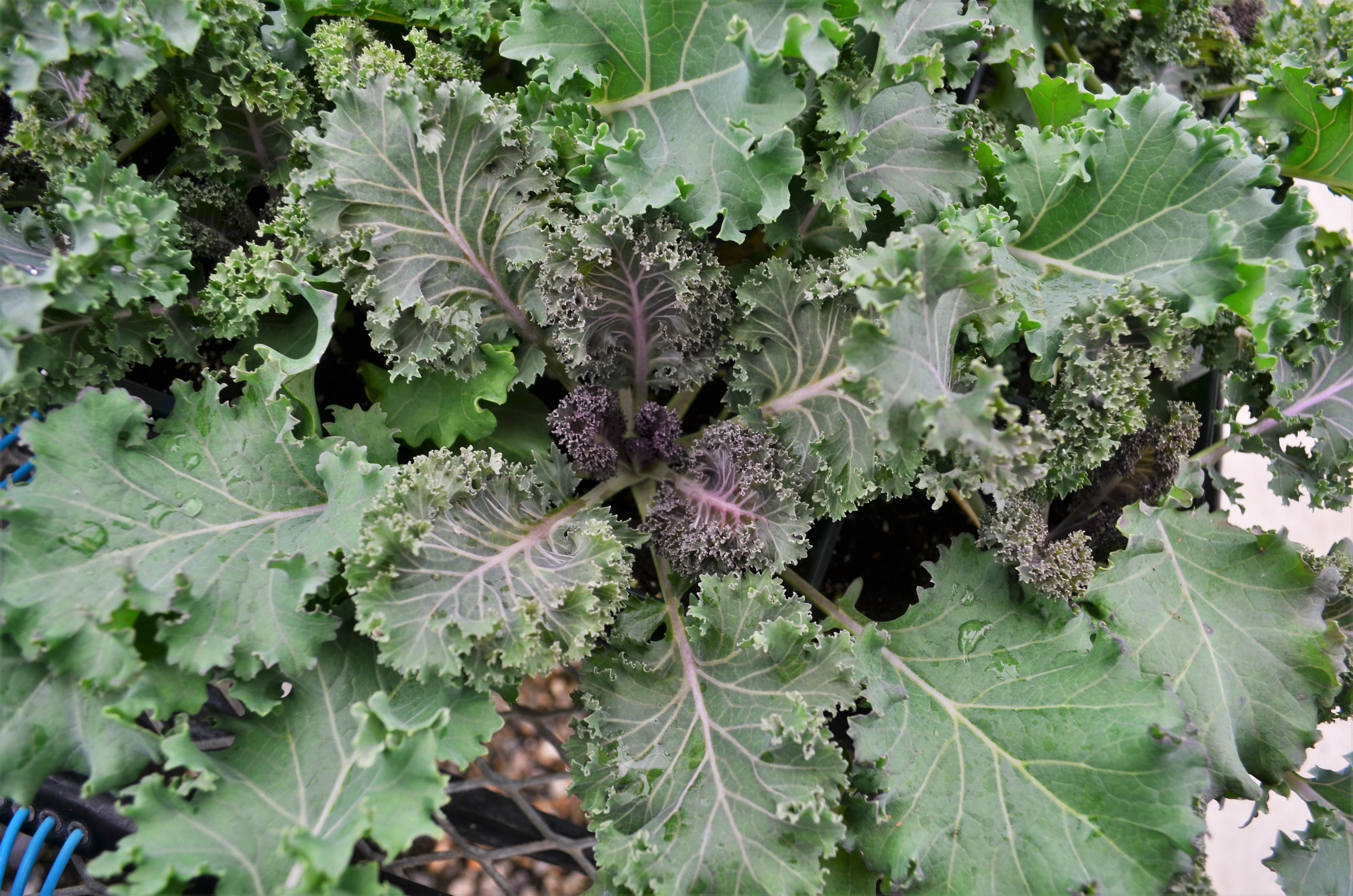 Brassica oleracea Ornamental 'Yokohama Red' - Ornamental Kale from Hillcrest Nursery
