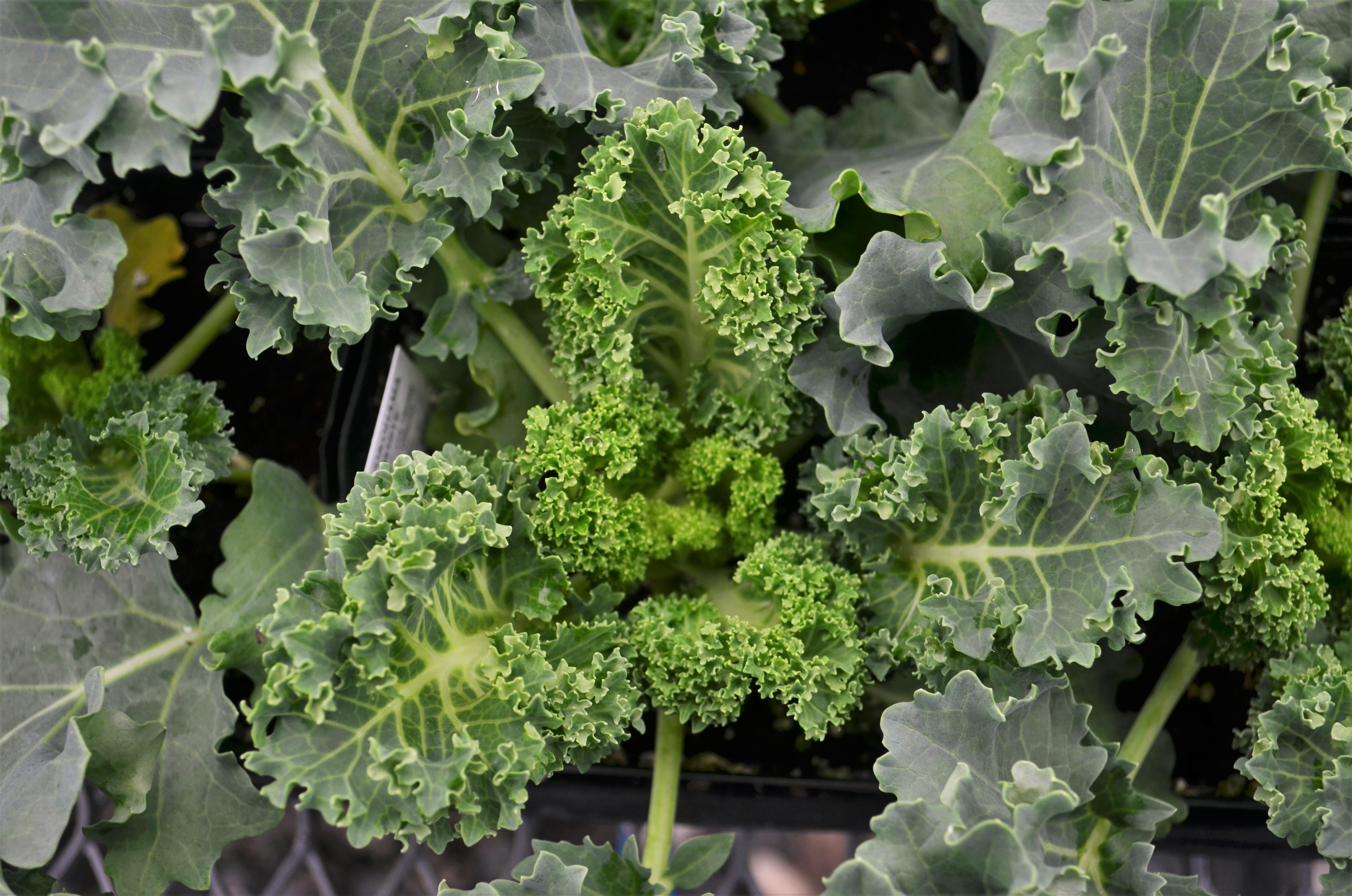 Brassica oleracea Ornamental 'Yokohama White' - Ornamental Kale from Hillcrest Nursery