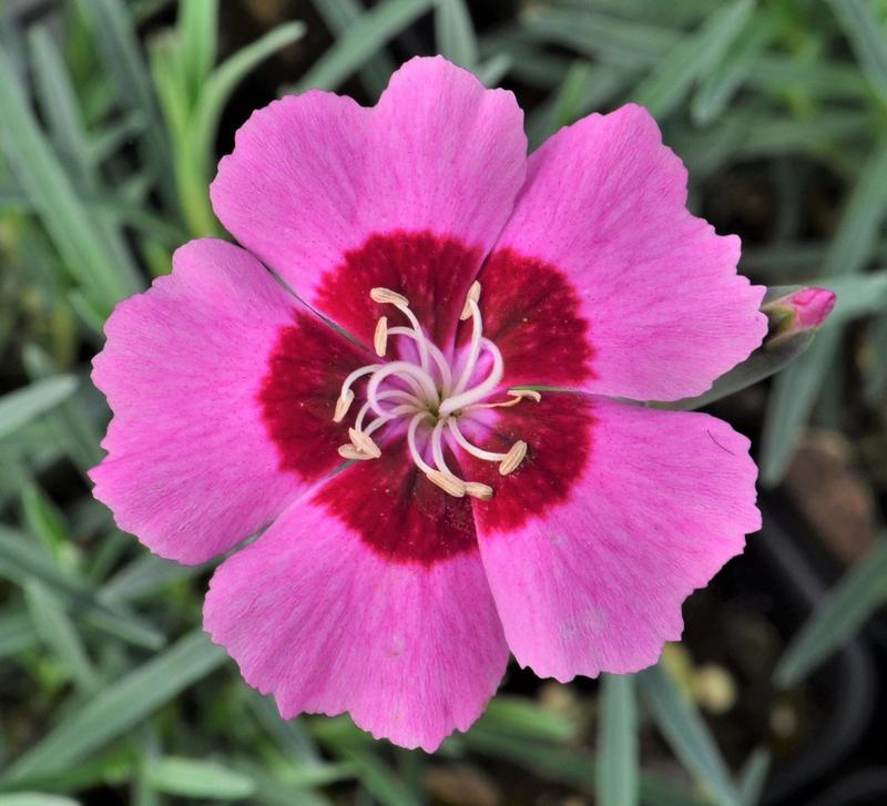 Dianthus Star Single 'Peppermint Star' - Pinks from Hillcrest Nursery